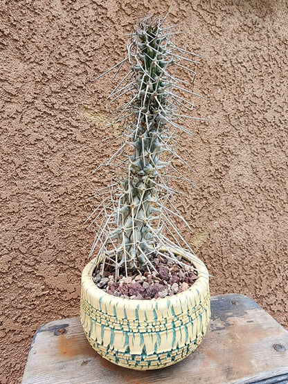 Didierea madagascariensis - Octopus Tree