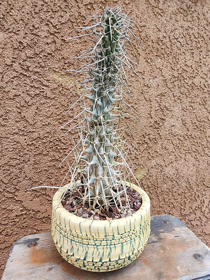 Didierea madagascariensis - Octopus Tree