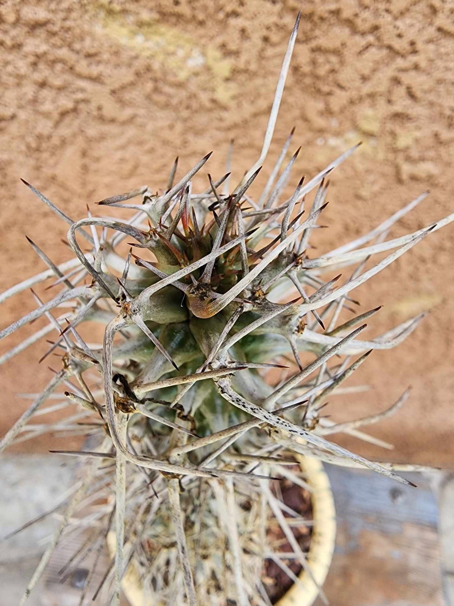 Didierea madagascariensis - Octopus Tree