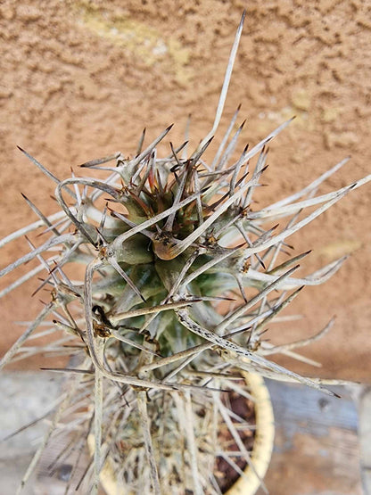 Didierea madagascariensis - Octopus Tree