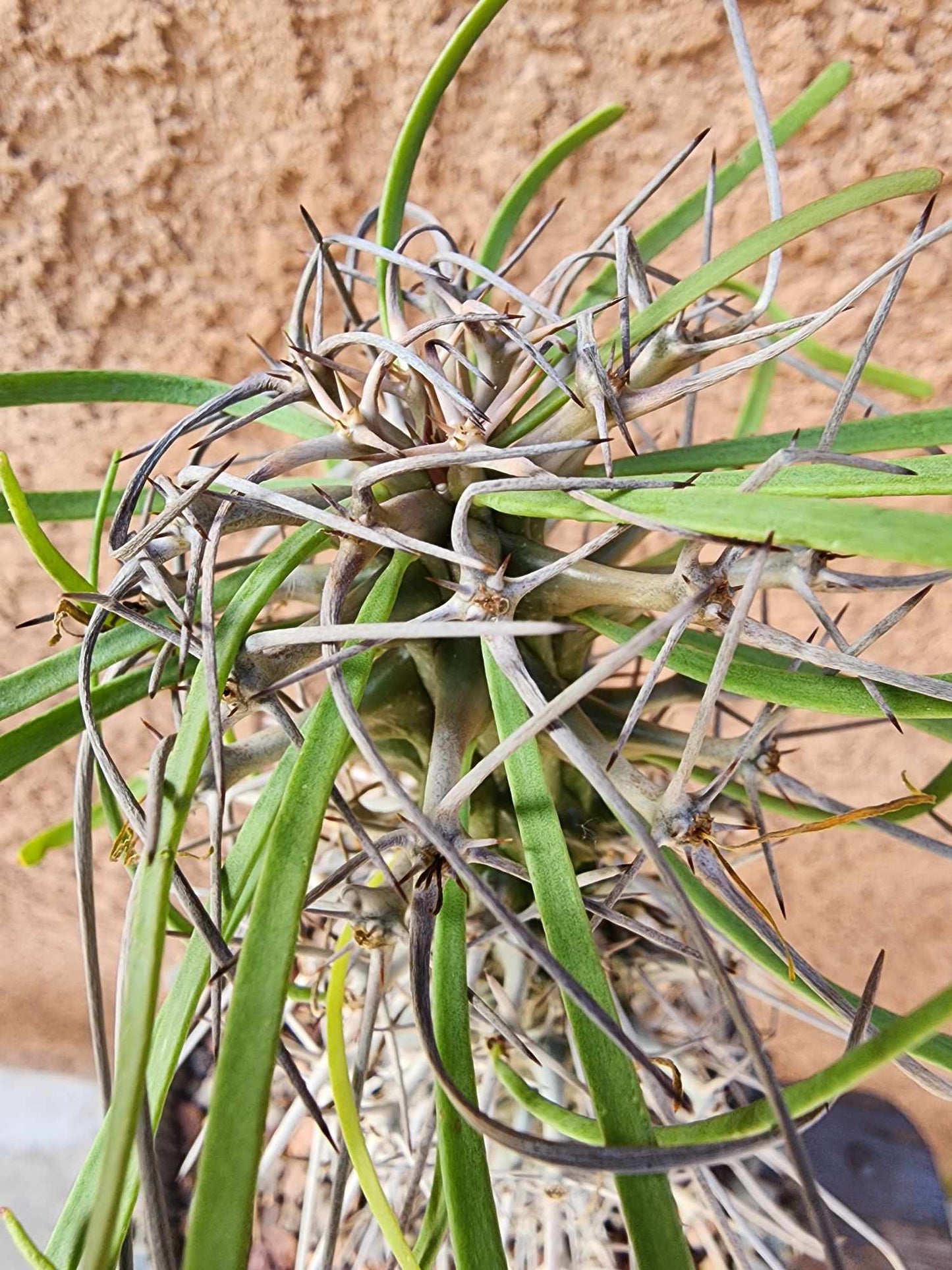 Didierea madagascariensis - Octopus Tree