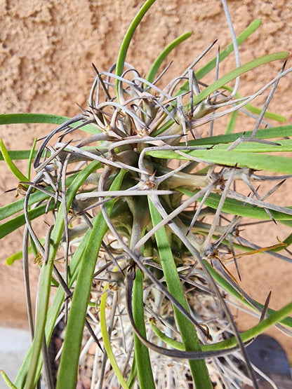 Didierea madagascariensis - Octopus Tree