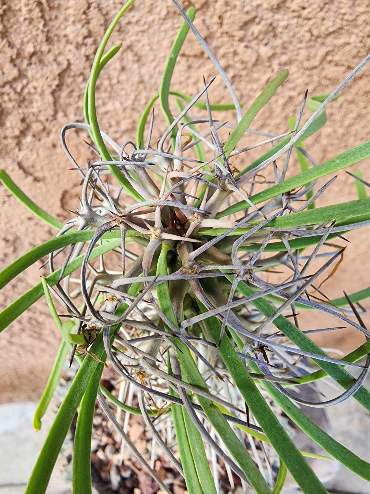 Didierea madagascariensis - Octopus Tree