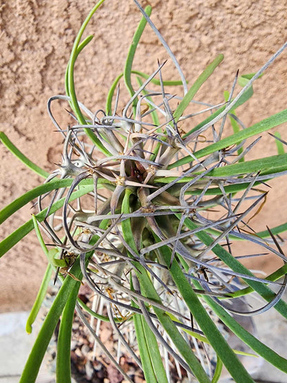 Didierea madagascariensis - Octopus Tree