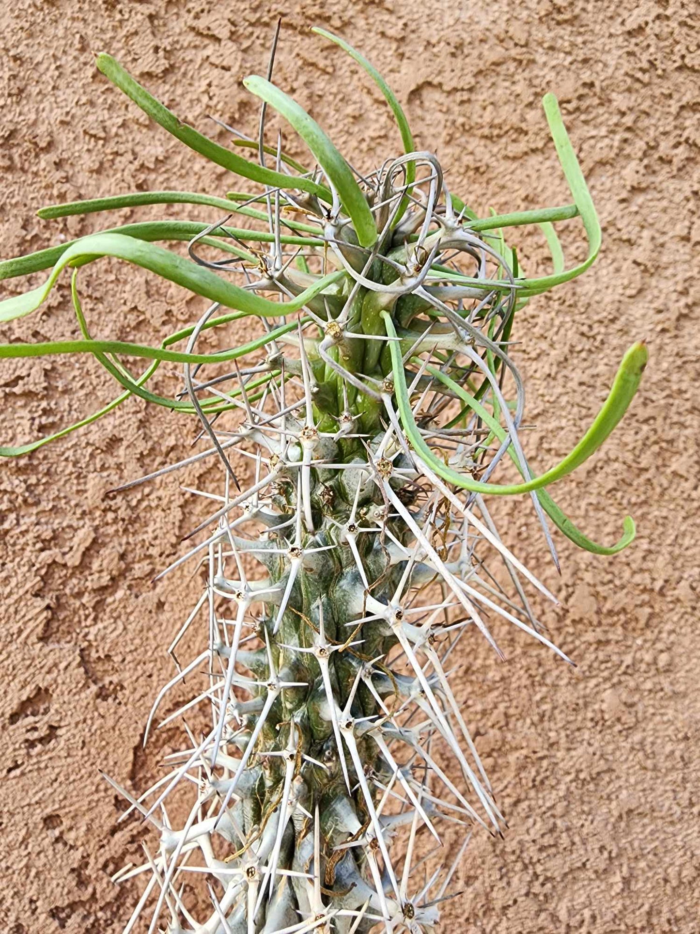 Didierea madagascariensis - Octopus Tree