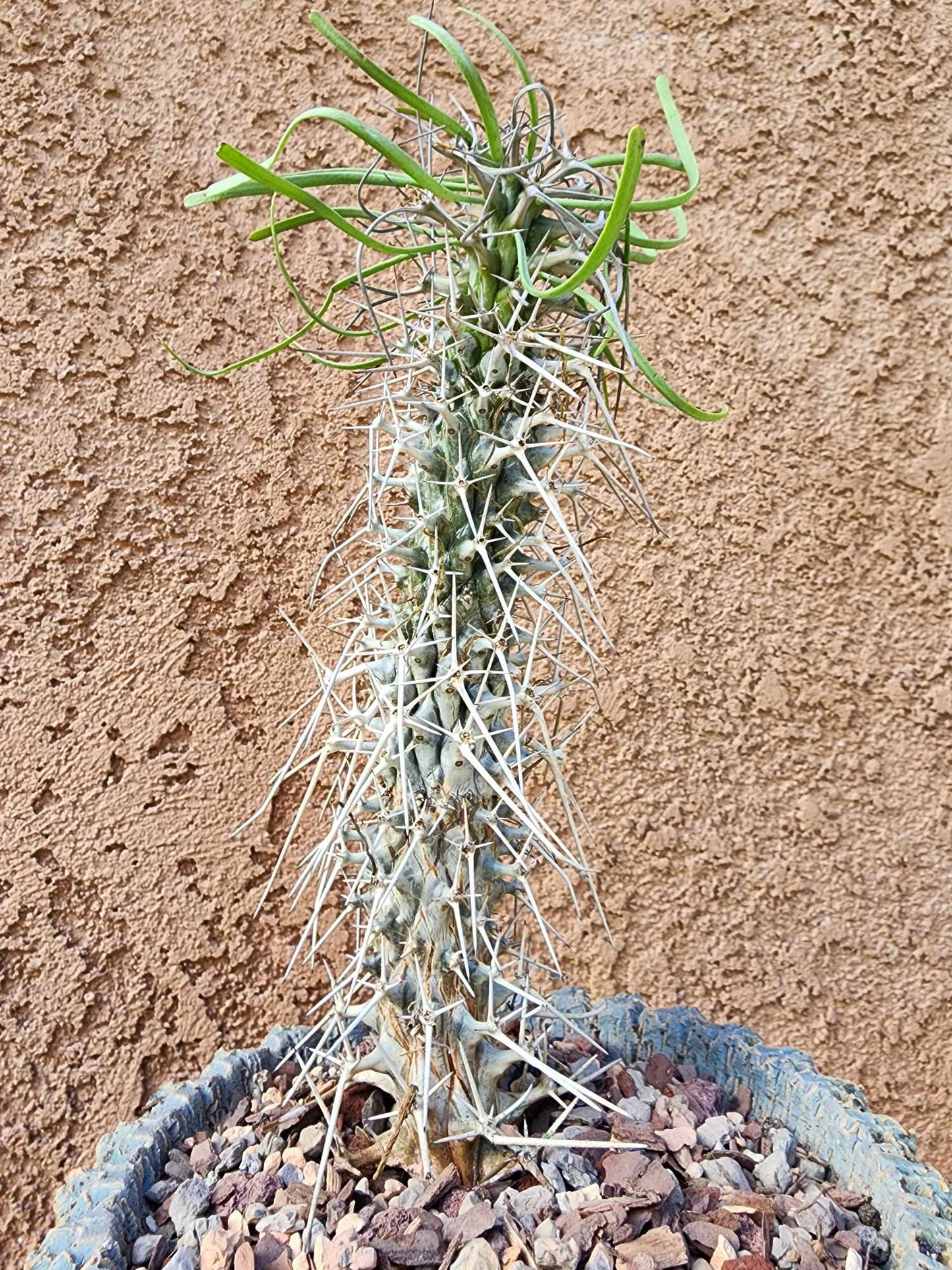 Didierea madagascariensis - Octopus Tree