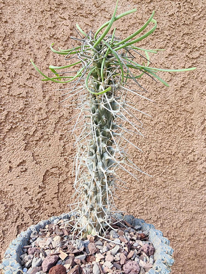 Didierea madagascariensis - Octopus Tree