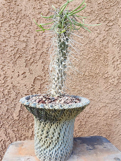 Didierea madagascariensis - Octopus Tree