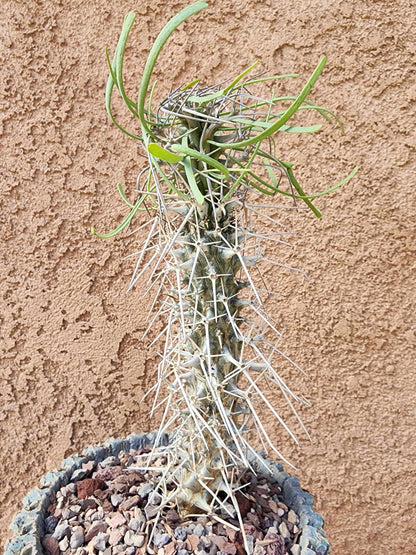 Didierea madagascariensis - Octopus Tree