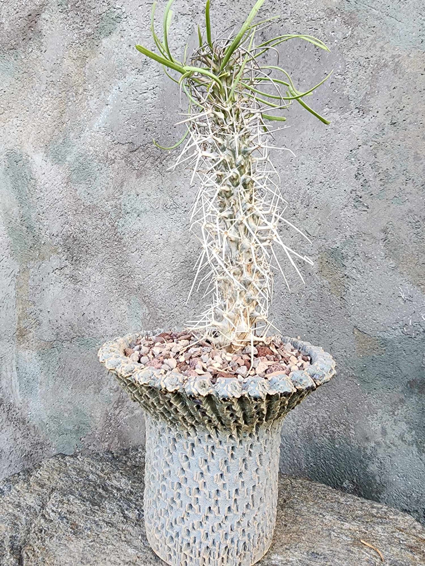 Didierea madagascariensis - Octopus Tree