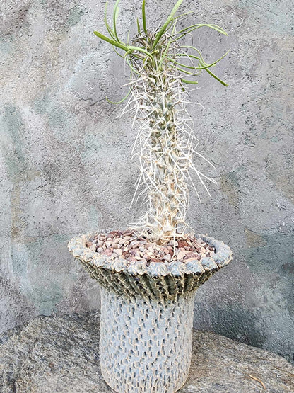 Didierea madagascariensis - Octopus Tree