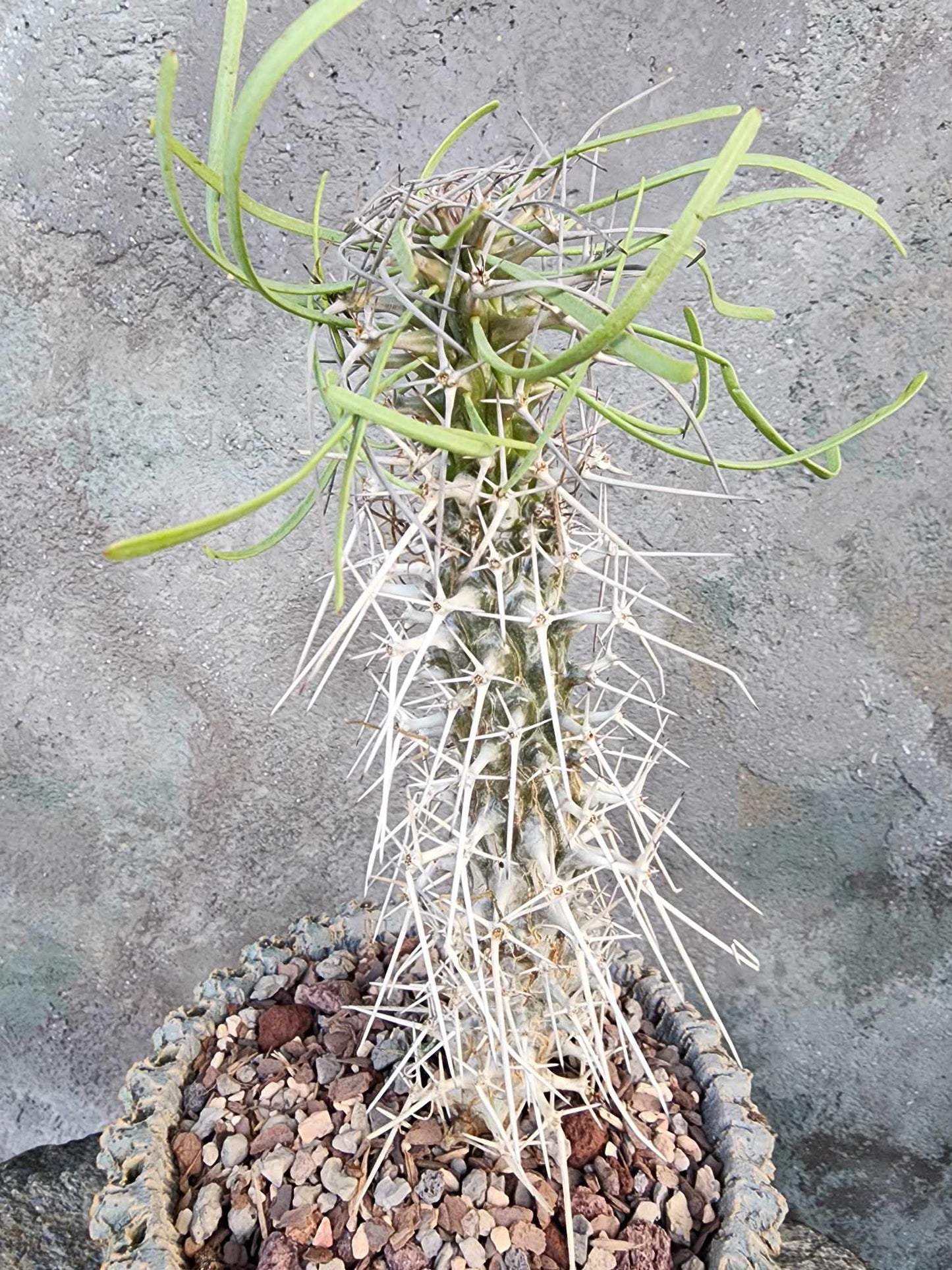 Didierea madagascariensis - Octopus Tree