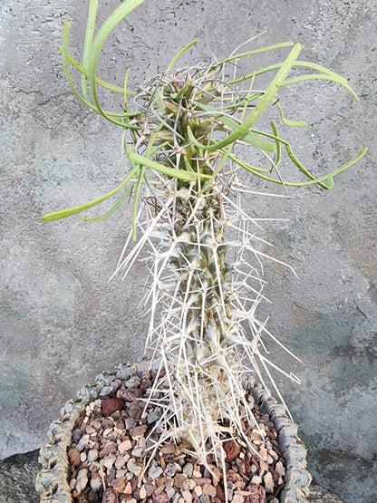 Didierea madagascariensis - Octopus Tree