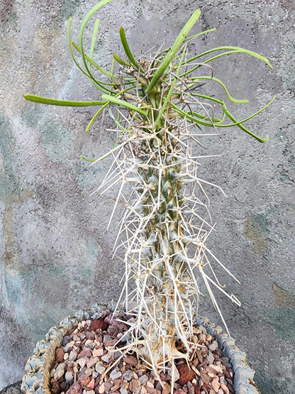 Didierea madagascariensis - Octopus Tree