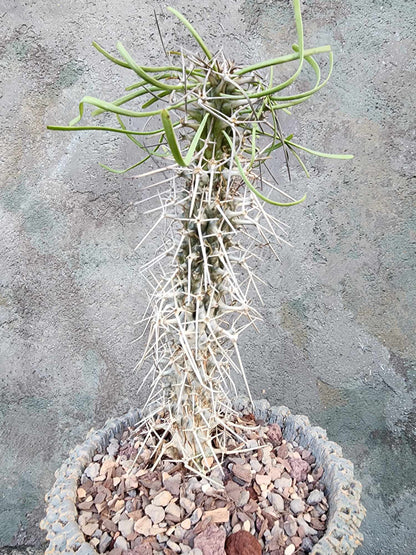 Didierea madagascariensis - Octopus Tree