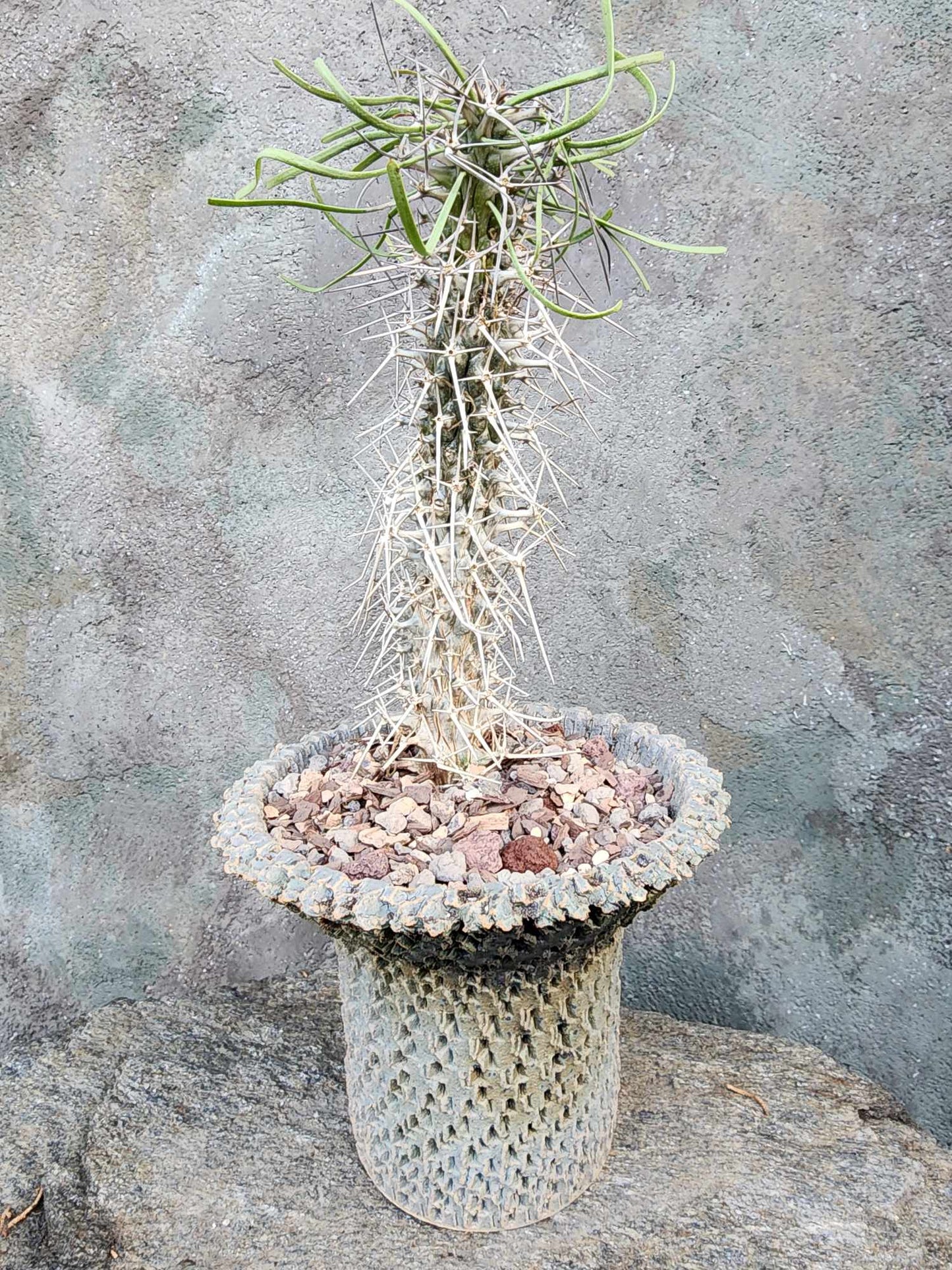 Didierea madagascariensis - Octopus Tree