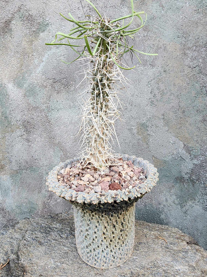 Didierea madagascariensis - Octopus Tree