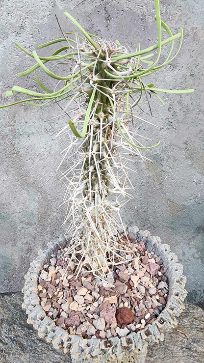 Didierea madagascariensis - Octopus Tree