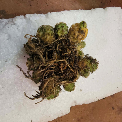 Discocactus buenekeri f. variegata