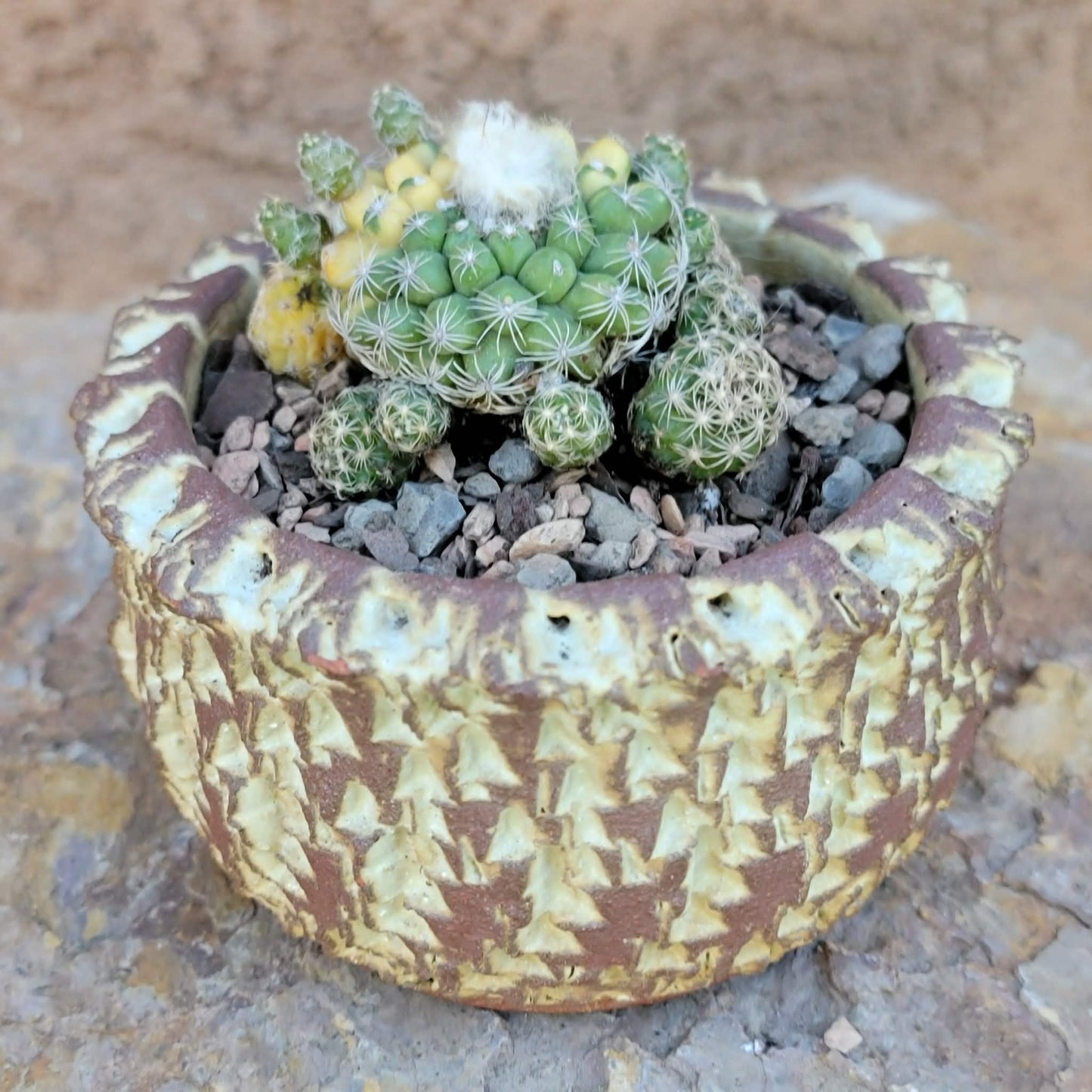 Discocactus buenekeri f. variegata