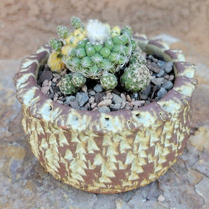 Discocactus buenekeri f. variegata