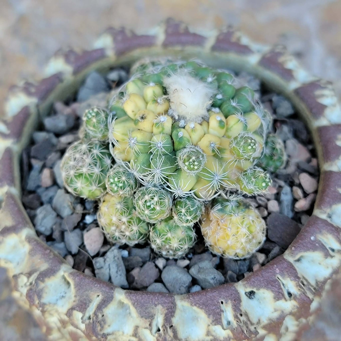 Discocactus buenekeri f. variegata