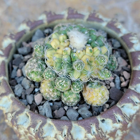 Discocactus buenekeri f. variegata