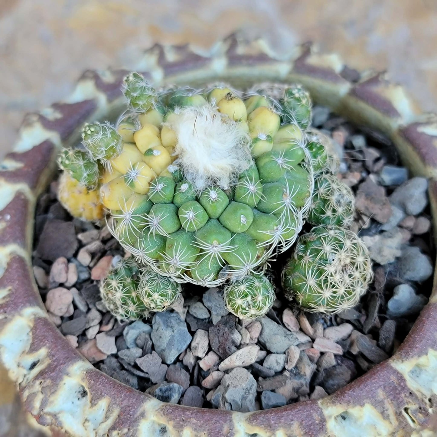 Discocactus buenekeri f. variegata