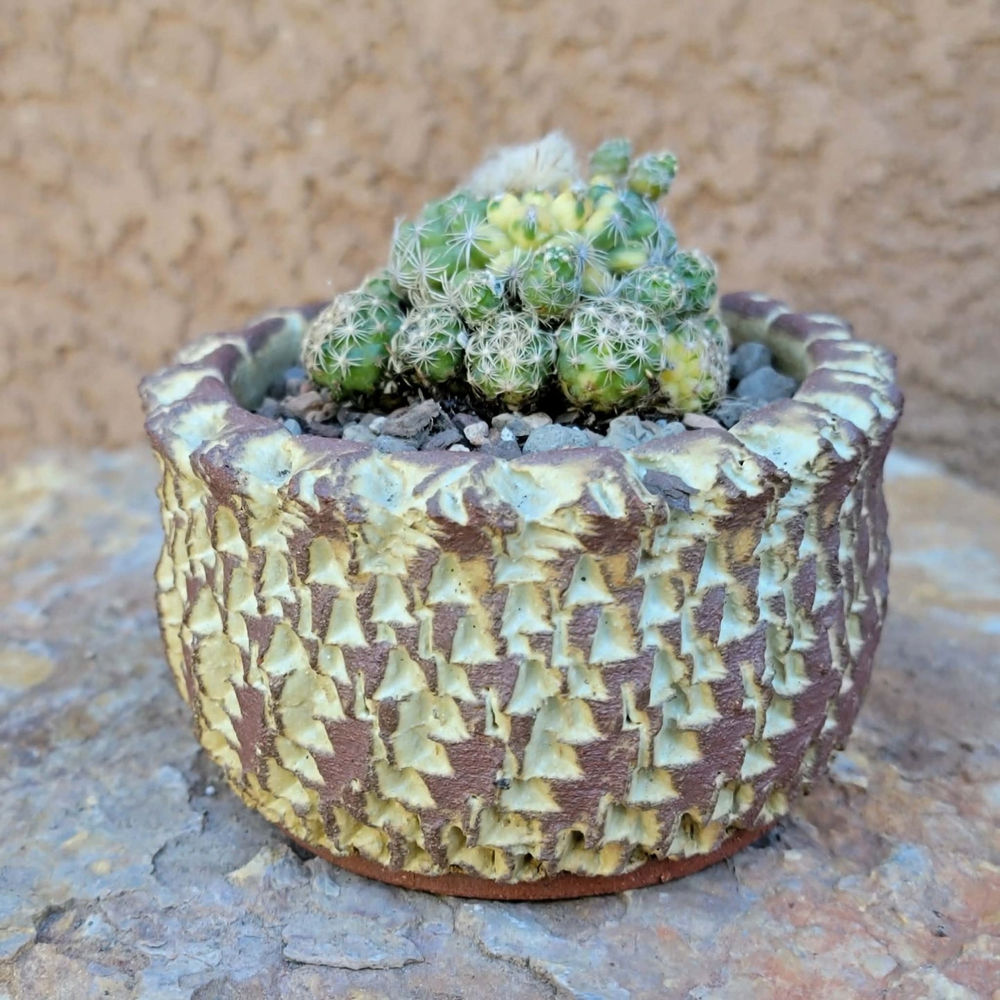 Discocactus buenekeri f. variegata