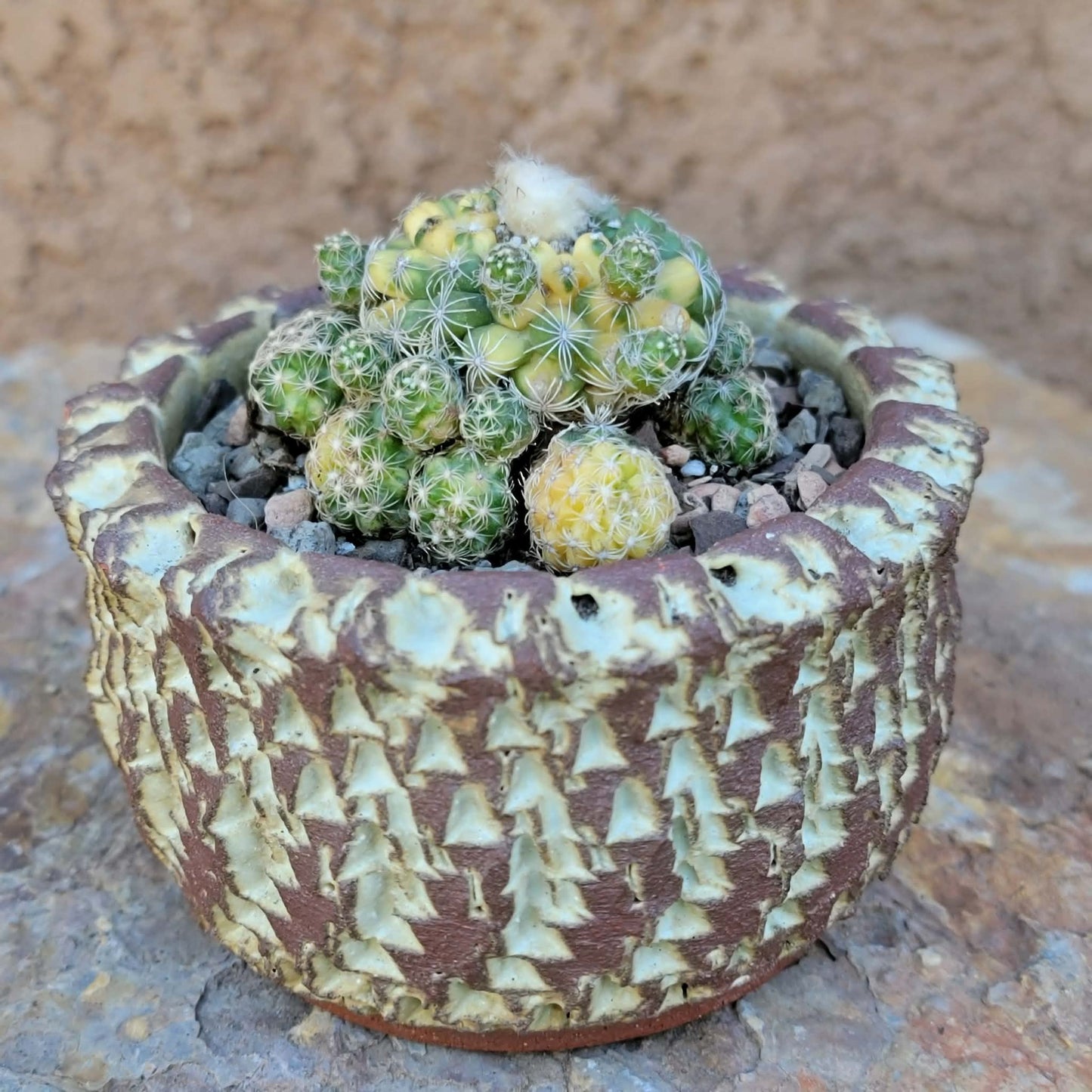 Discocactus buenekeri f. variegata