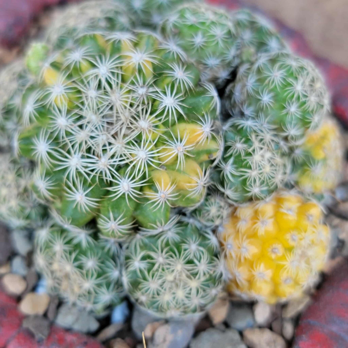 Discocactus buenekeri f. variegata