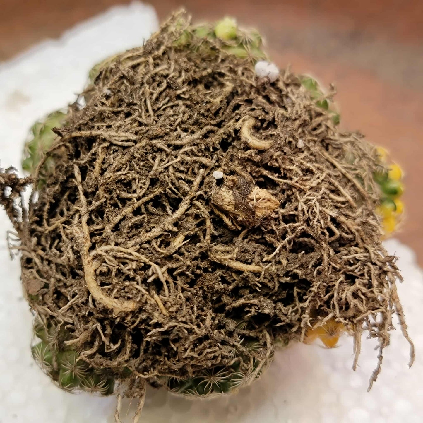 Discocactus buenekeri f. variegata