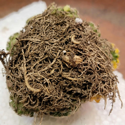 Discocactus buenekeri f. variegata