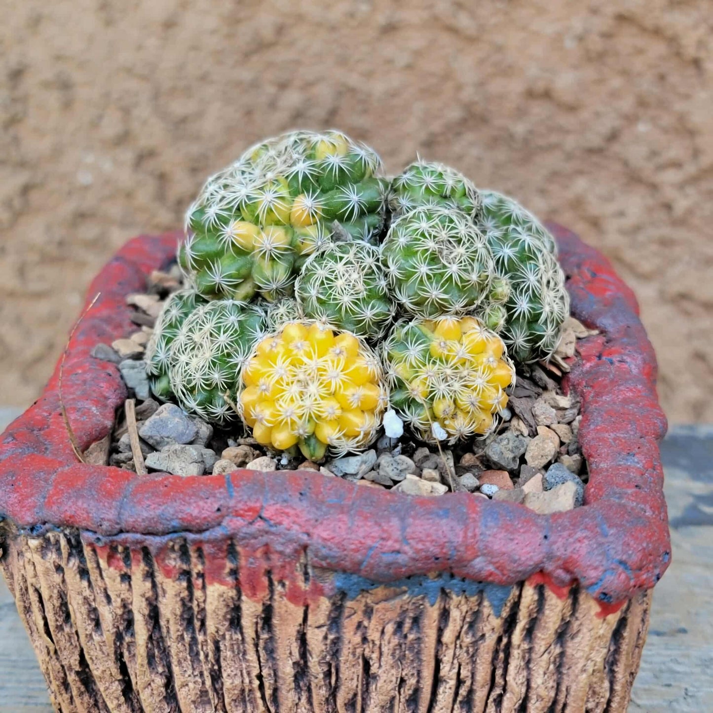 Discocactus buenekeri f. variegata