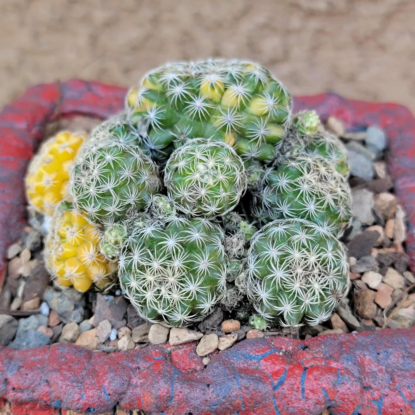 Discocactus buenekeri f. variegata