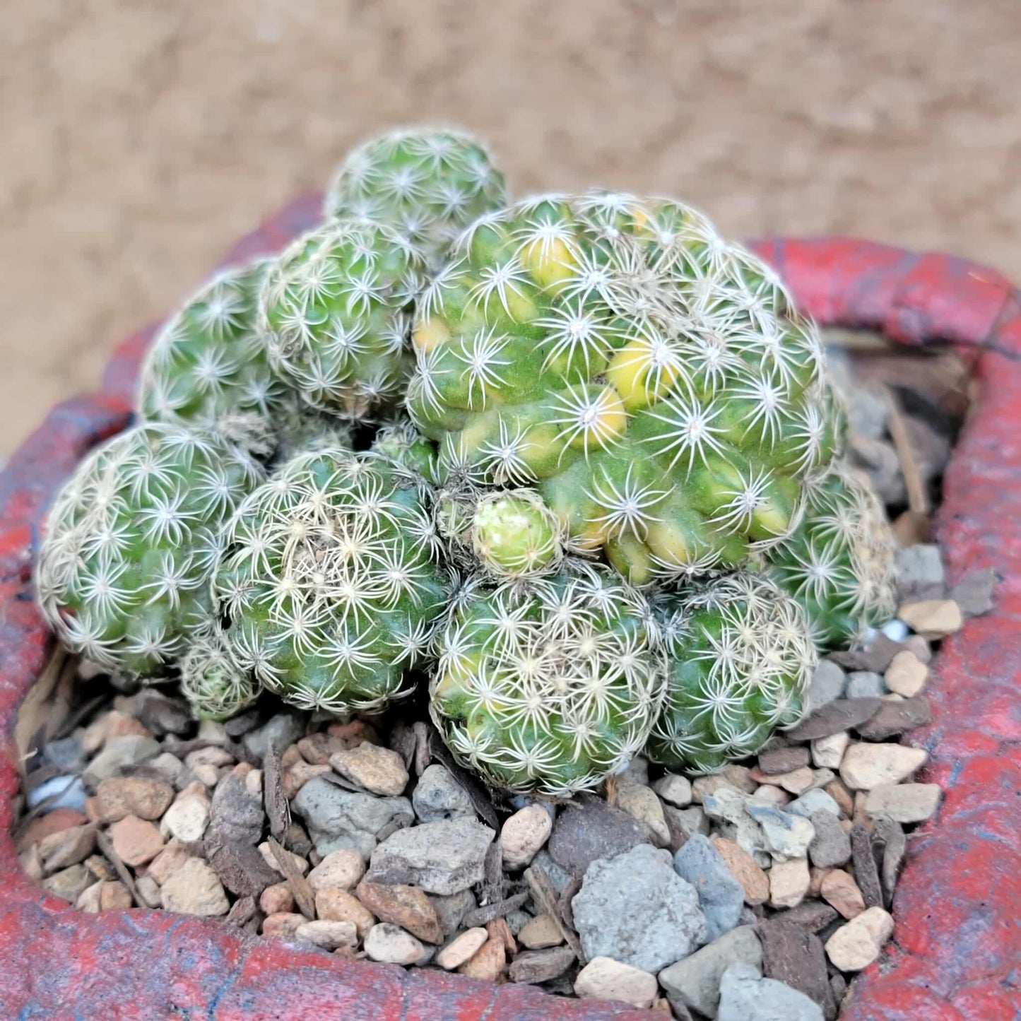 Discocactus buenekeri f. variegata