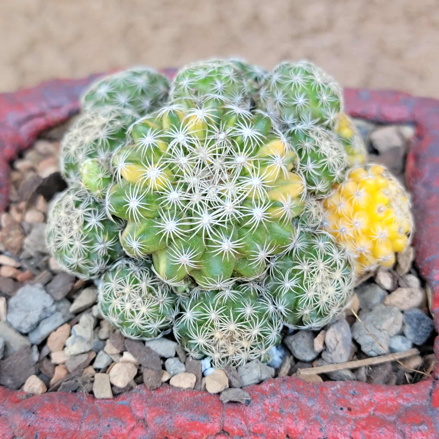 Discocactus buenekeri f. variegata