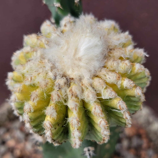 Discocactus horstii variegata