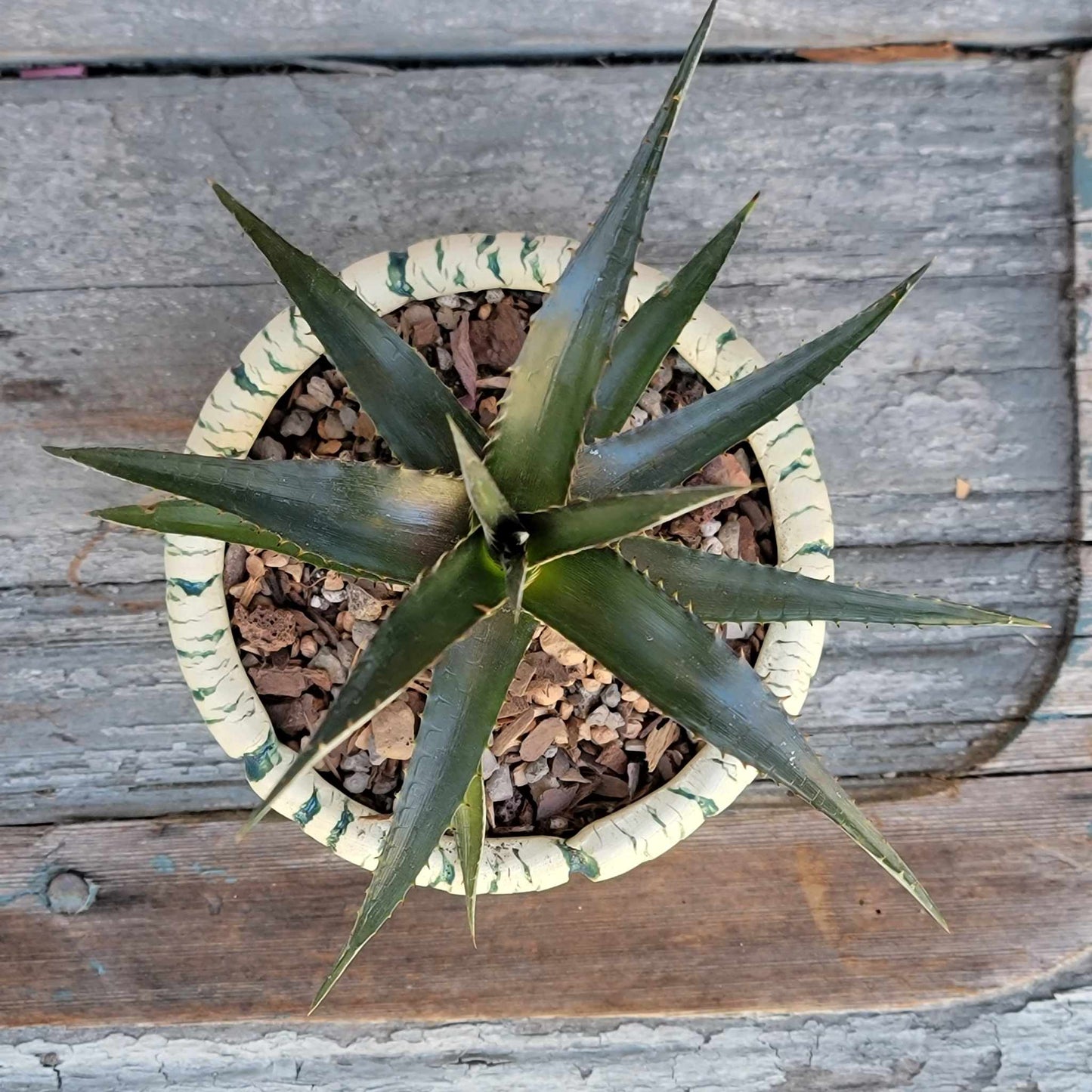 Dyckia 'Grape Jelly'