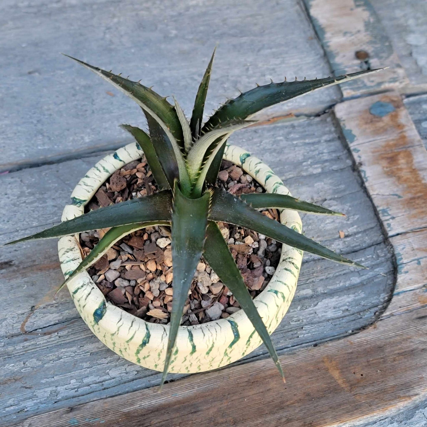 Dyckia 'Grape Jelly'