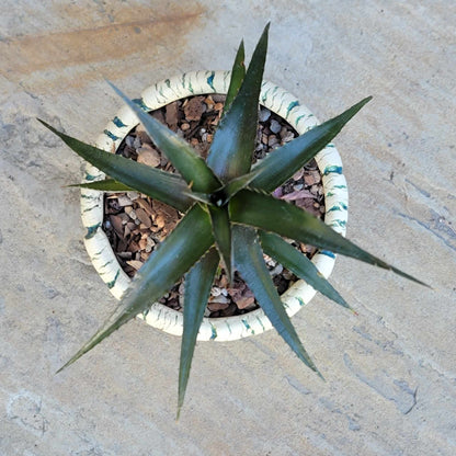 Dyckia 'Grape Jelly'