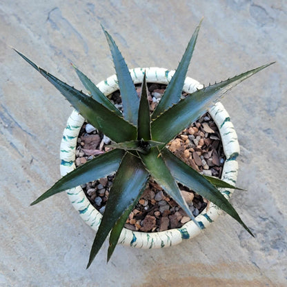 Dyckia 'Grape Jelly'