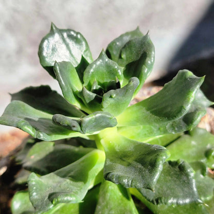 Echeveria 'Black Madiba' Superbowl