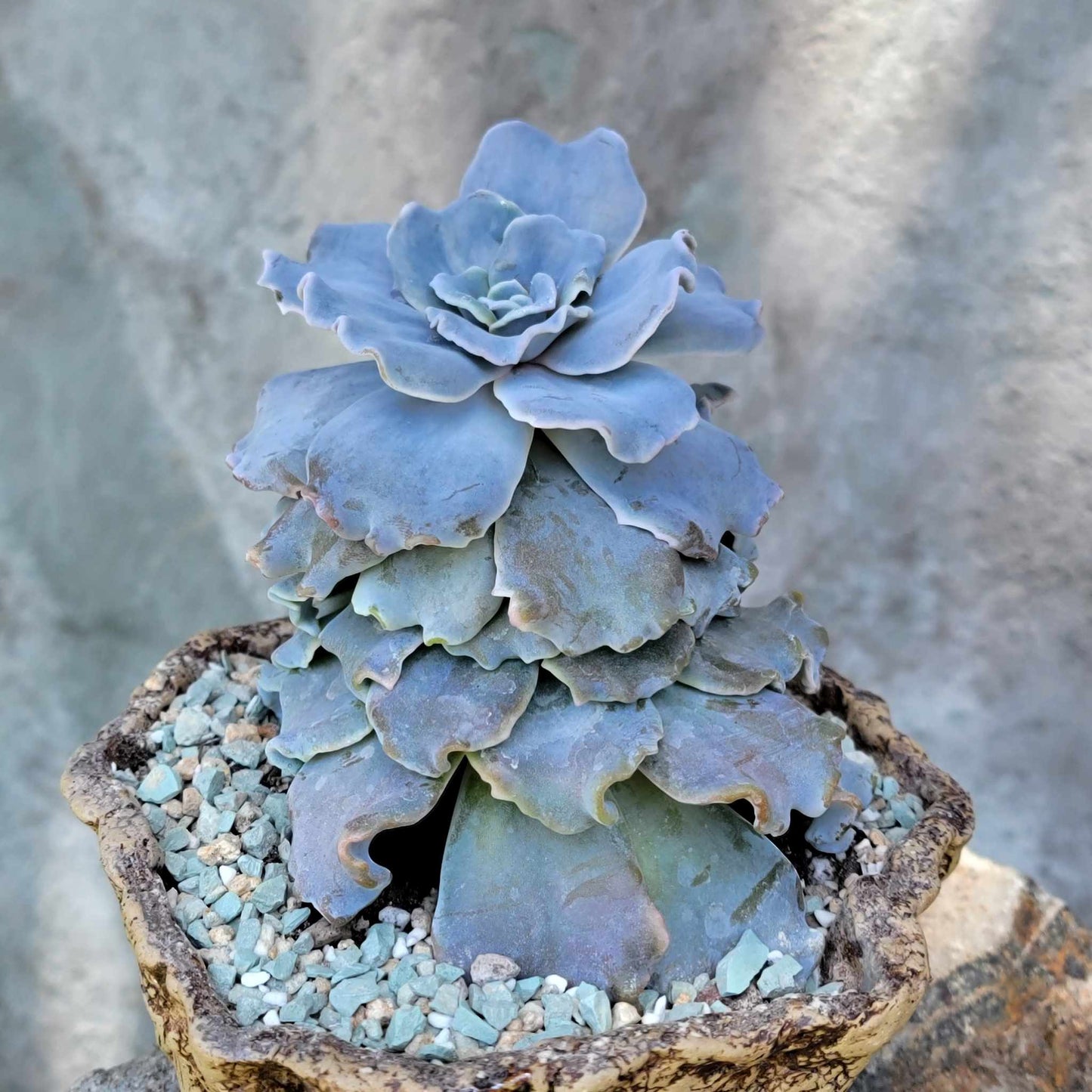 Echeveria 'Crispate Beauty'