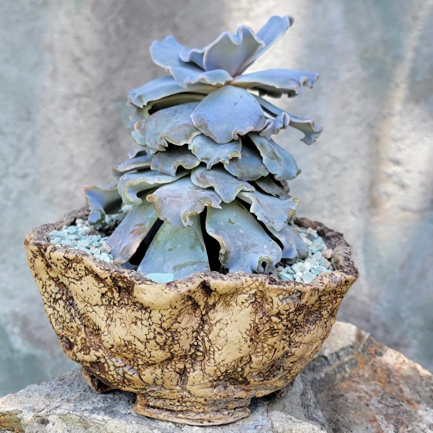 Echeveria 'Crispate Beauty'