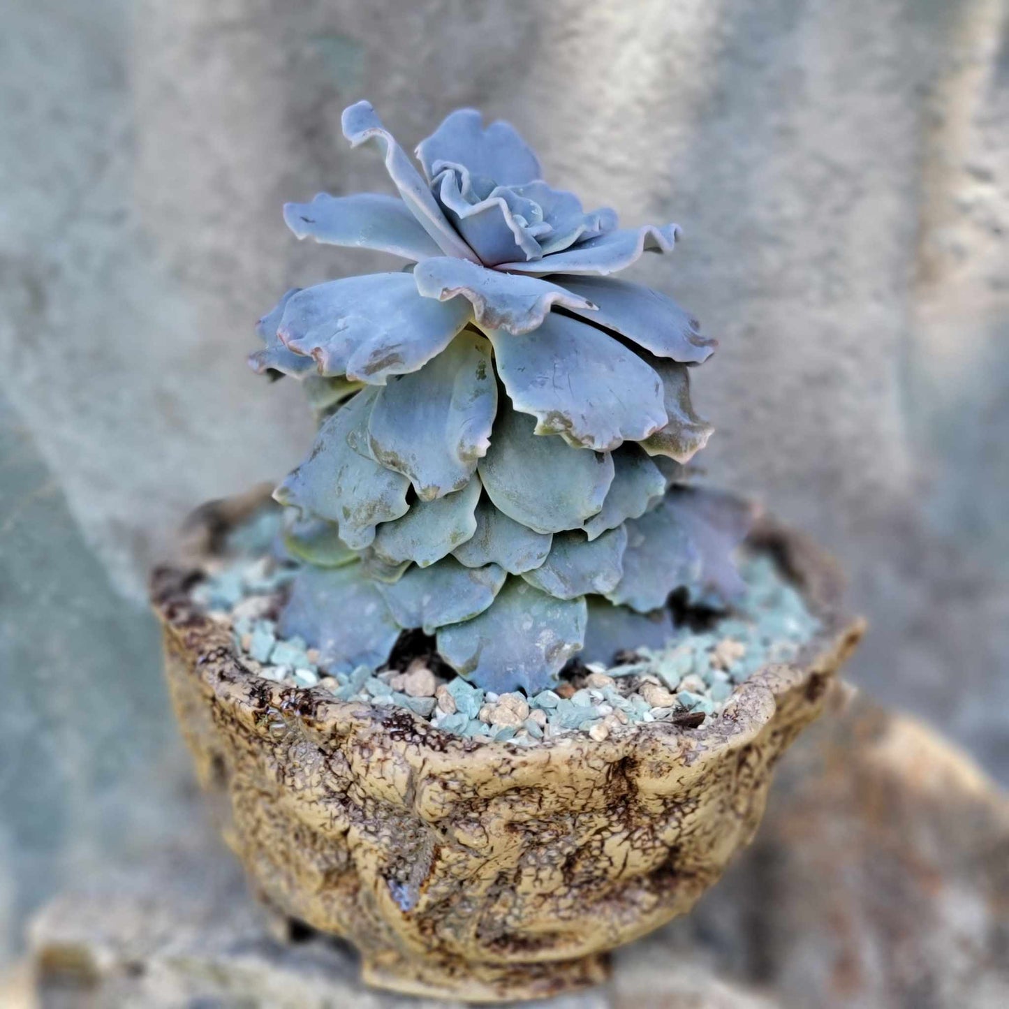 Echeveria 'Crispate Beauty'