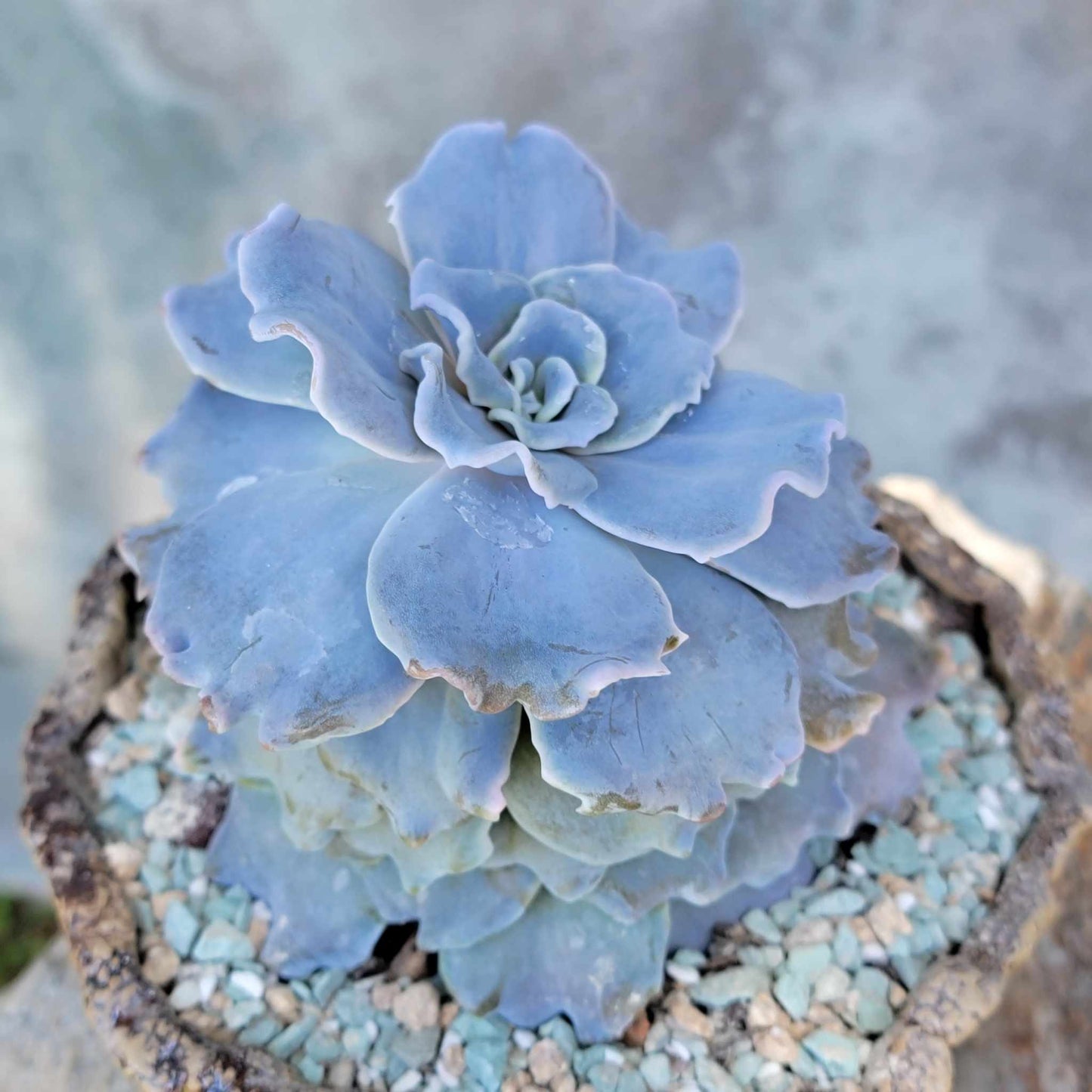 Echeveria 'Crispate Beauty'