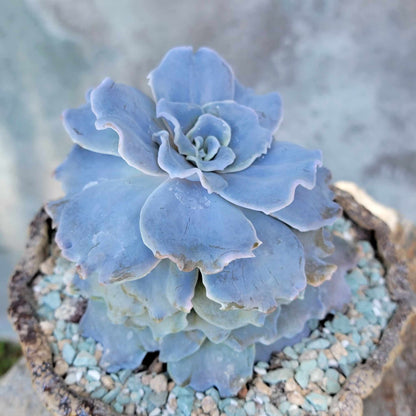 Echeveria 'Crispate Beauty'