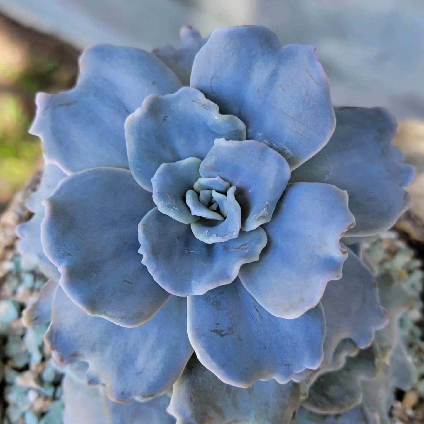Echeveria 'Crispate Beauty'