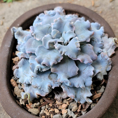 Echeveria 'Crispate Beauty'